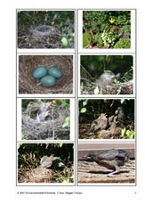 Amsel-Bild-Satz-Zuordnung-2.pdf